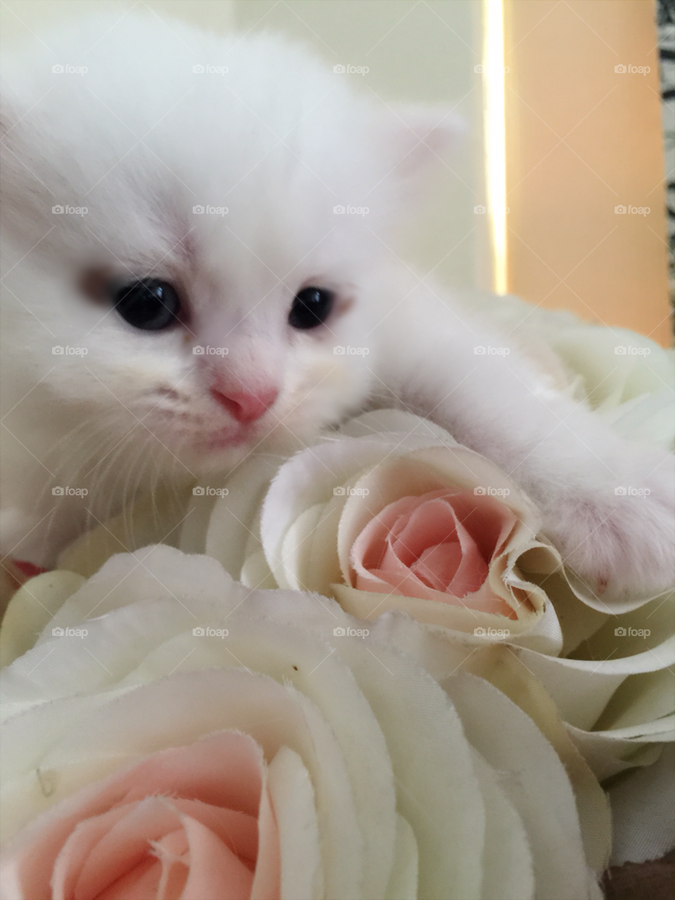 kitten. full moon photography for my kitten 