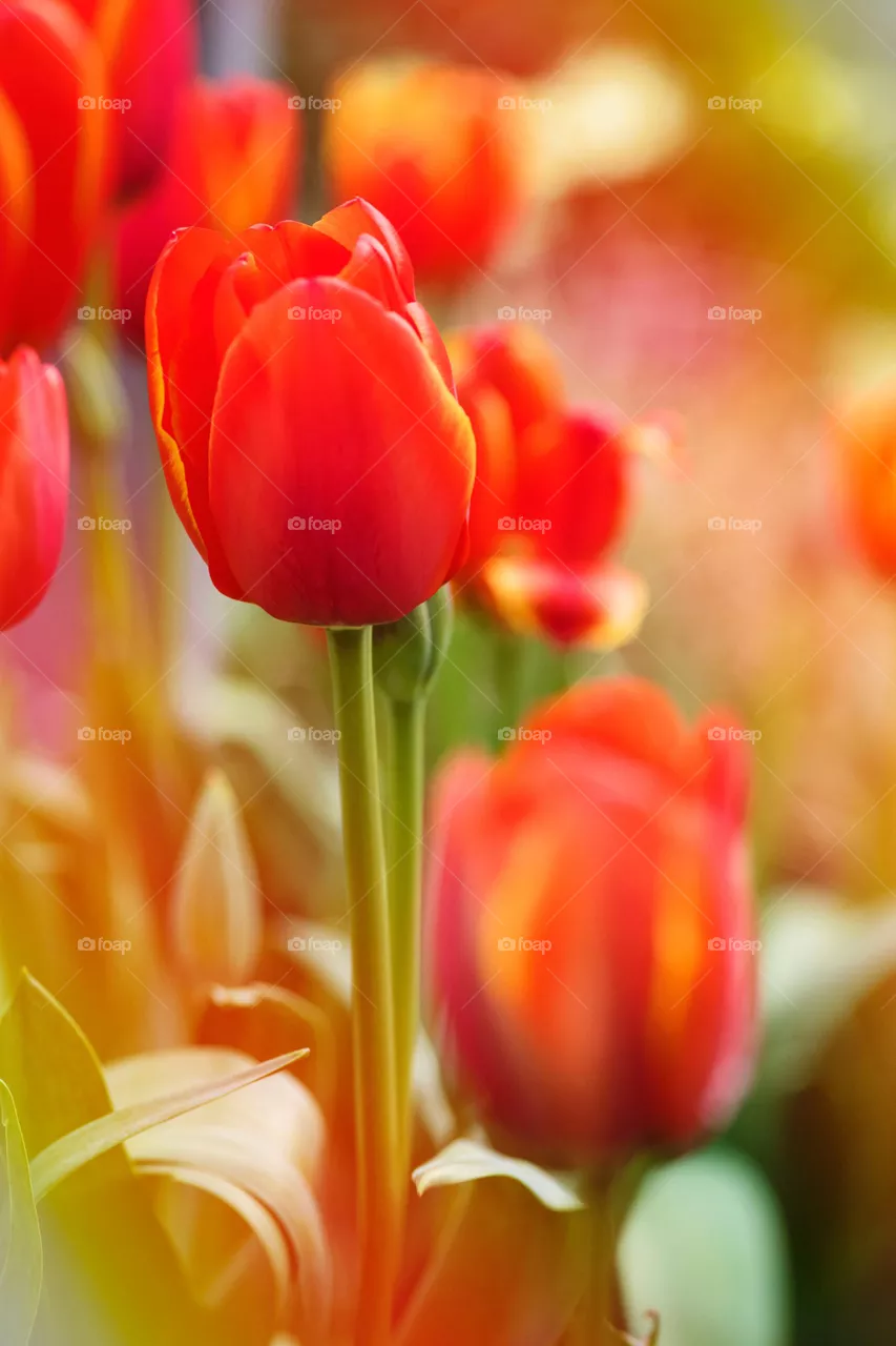 red flowers