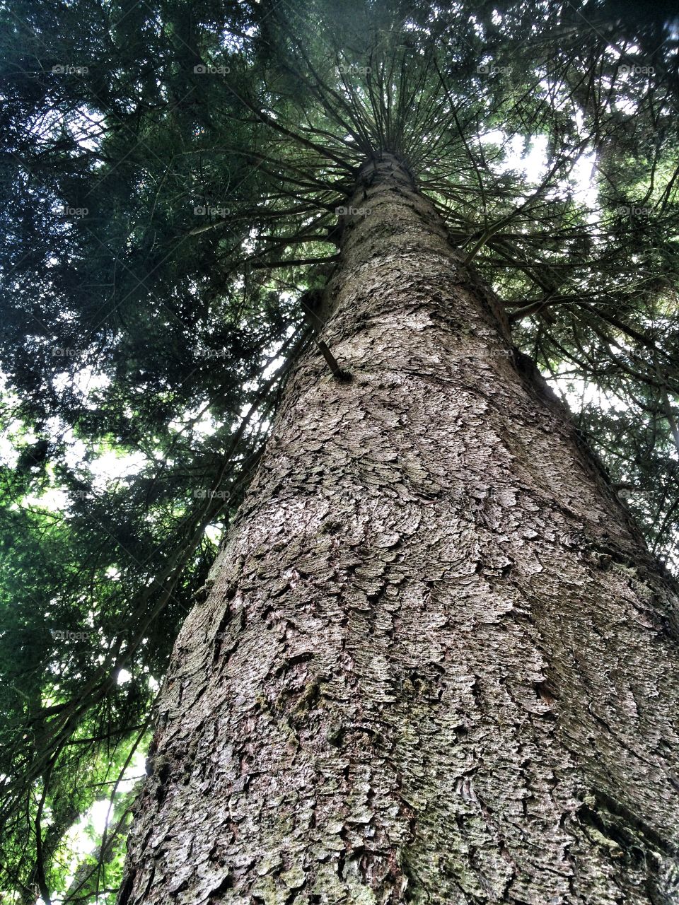 Plankey mill tree