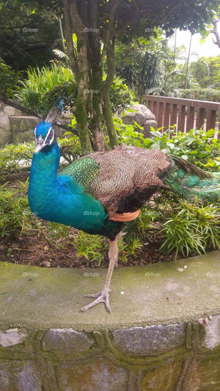 Majestic 6: Peacock