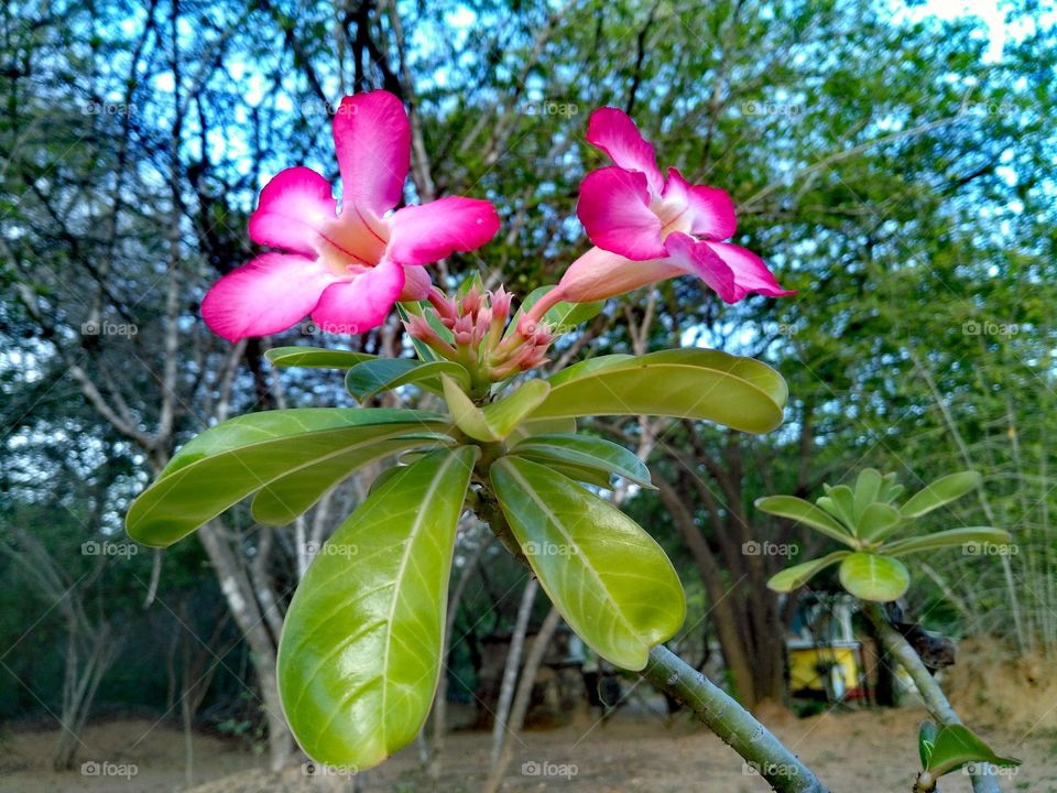 araliya flower Sri lanka