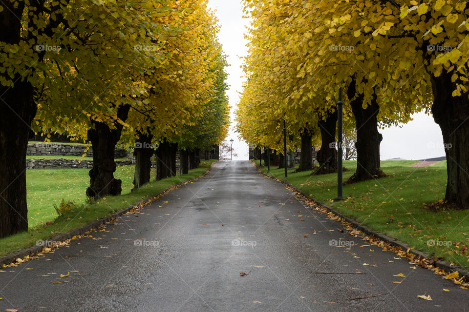 Road surrounded by trees with yellow leaves in autumn 