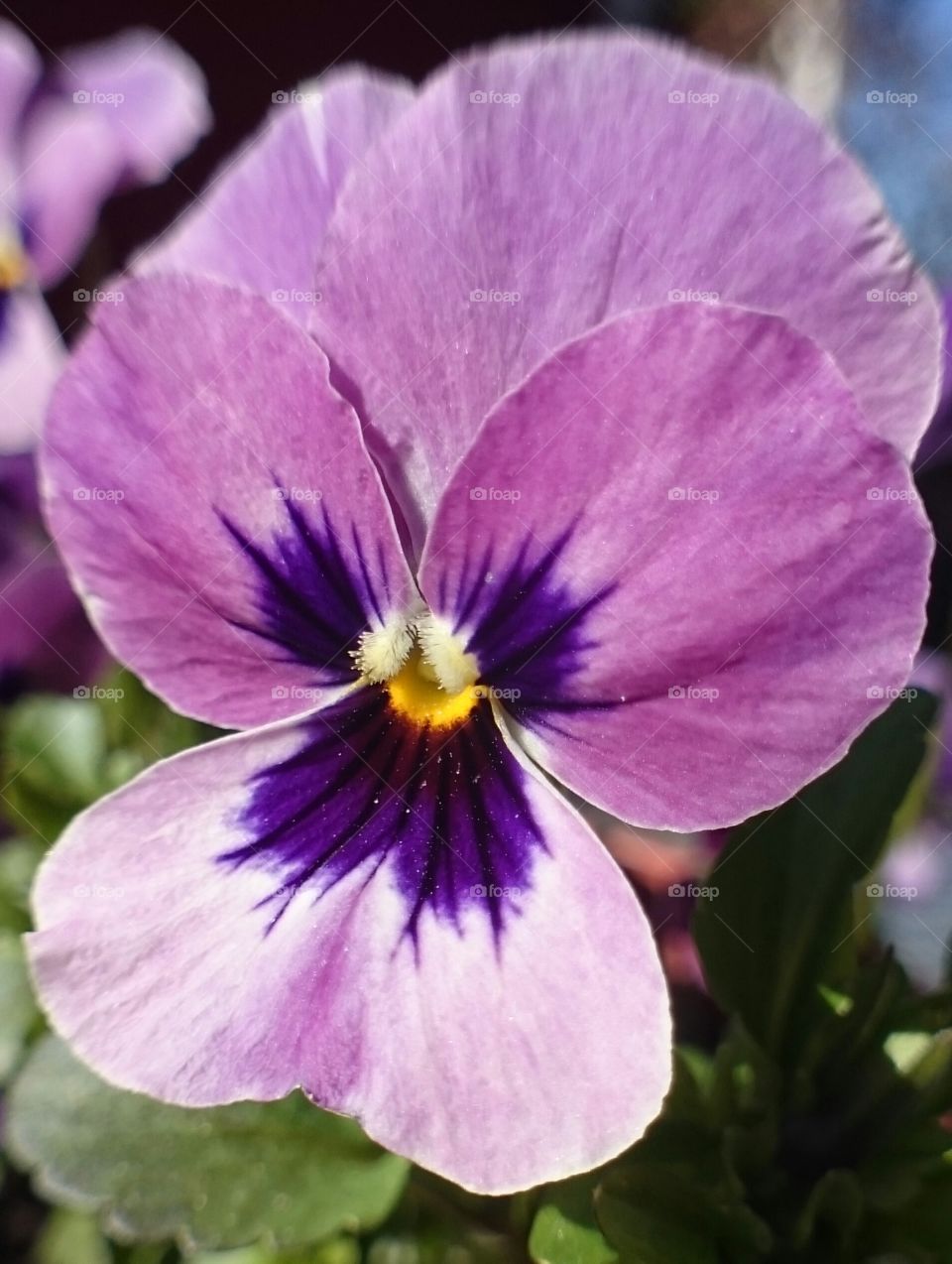 purple pansy flower