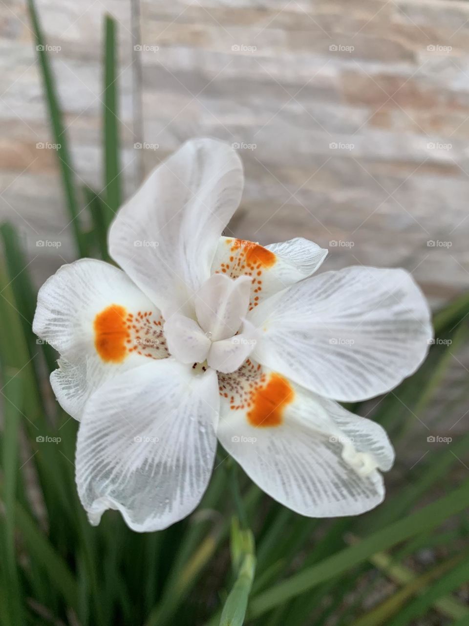 Através de um olhar 