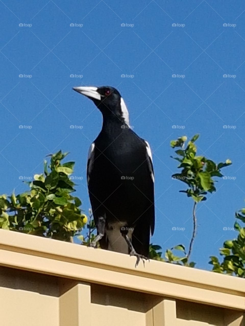 magpie