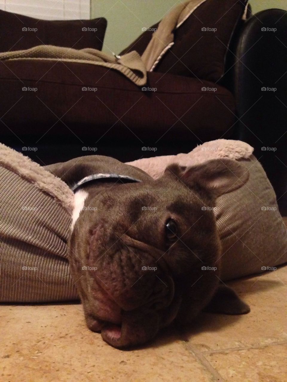 Miles David the French Bulldog