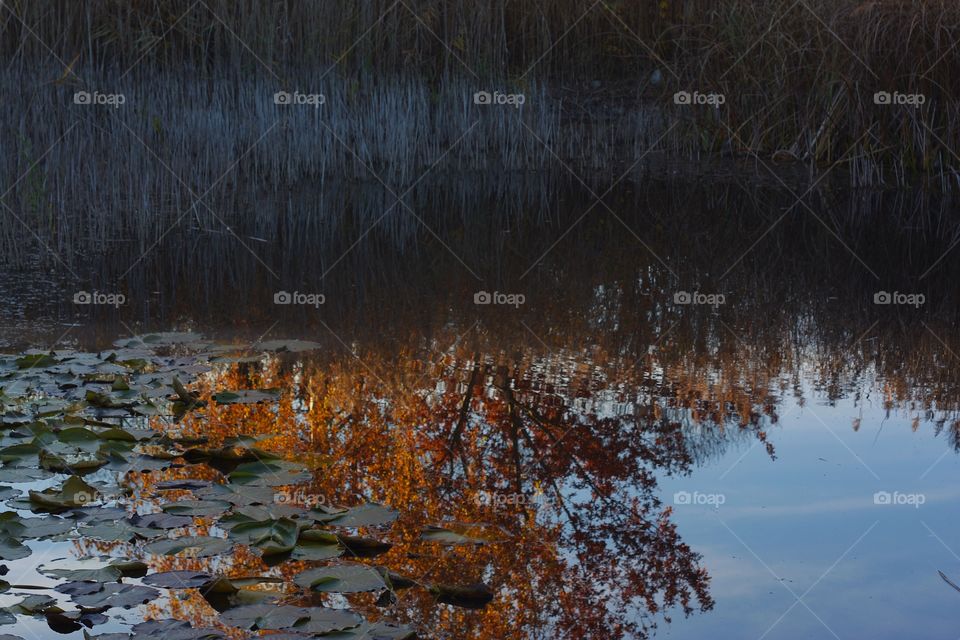 Reflection of trees on river