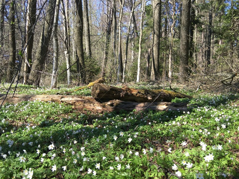 Tree logs lying in forest