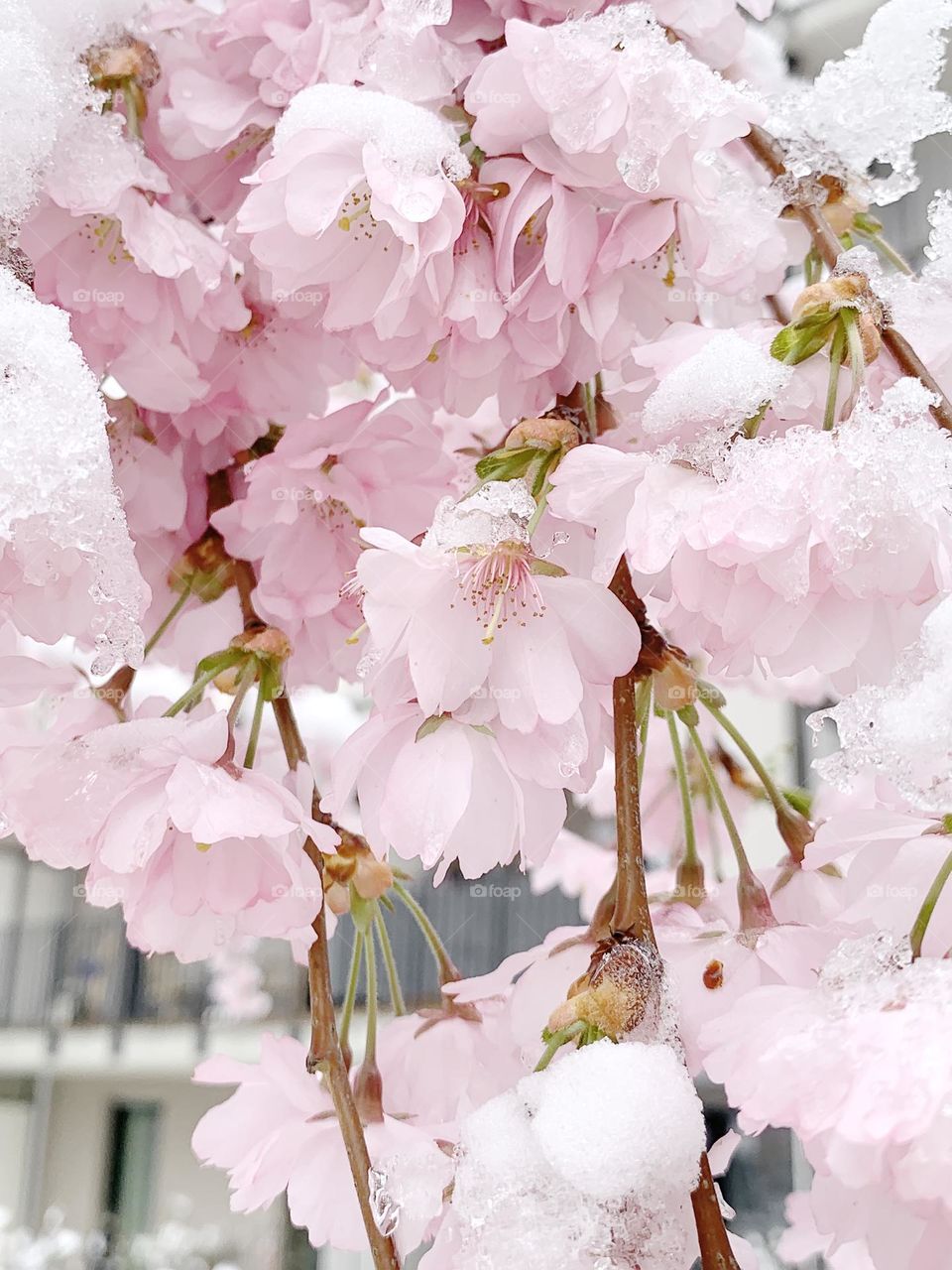 Snow covered sakura