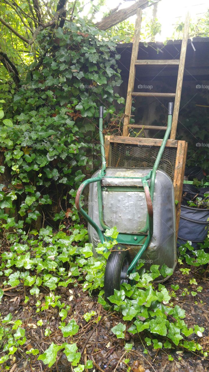Schubkarre bewachsen mit Efeu....steht geschützt in einer Ecke....und kaum genutzt...