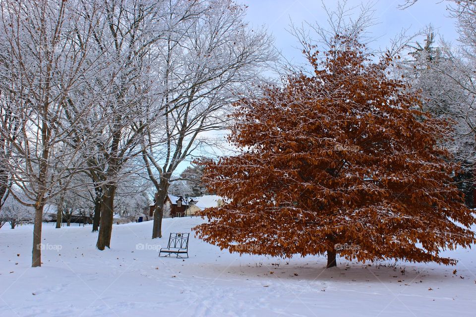 Winter scene.