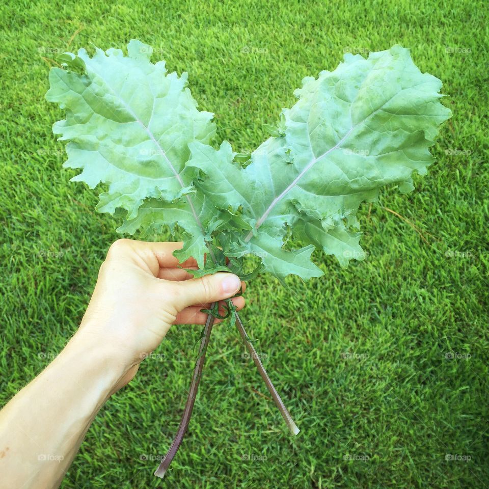 Hand holding fresh kale