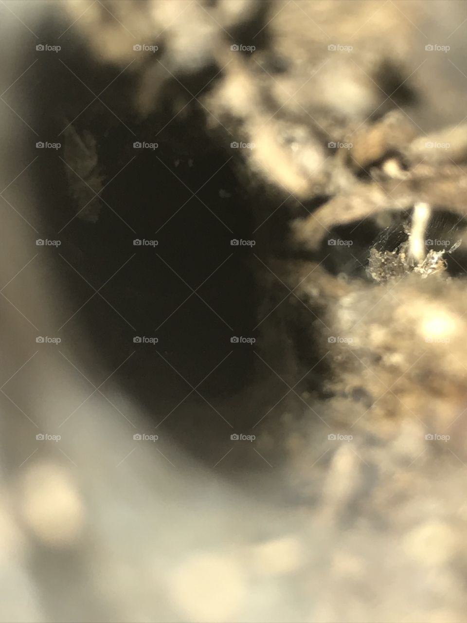 Intérieur d’un trop dans la forêt 