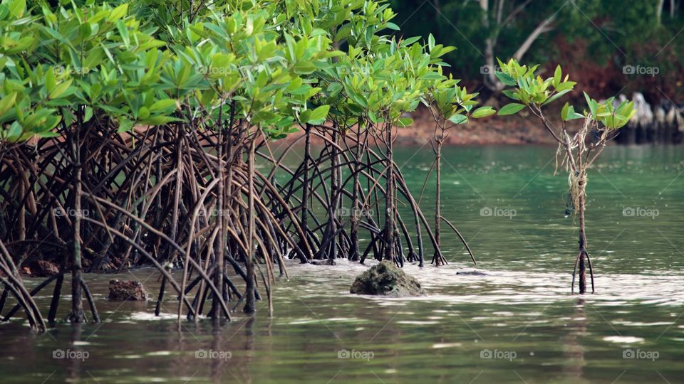 Mangrove nature