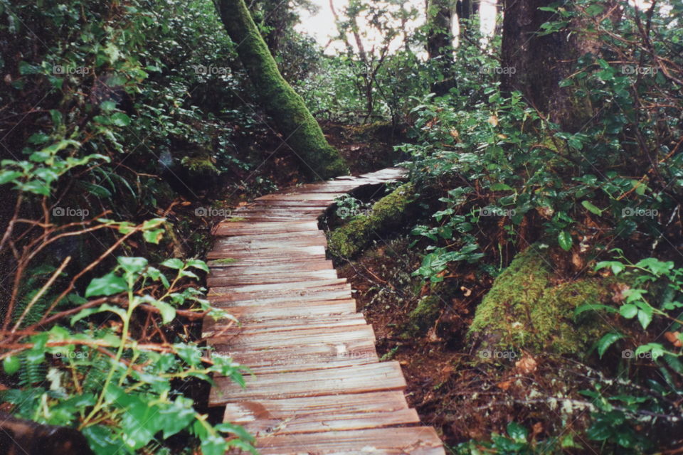 Boardwalk in forest