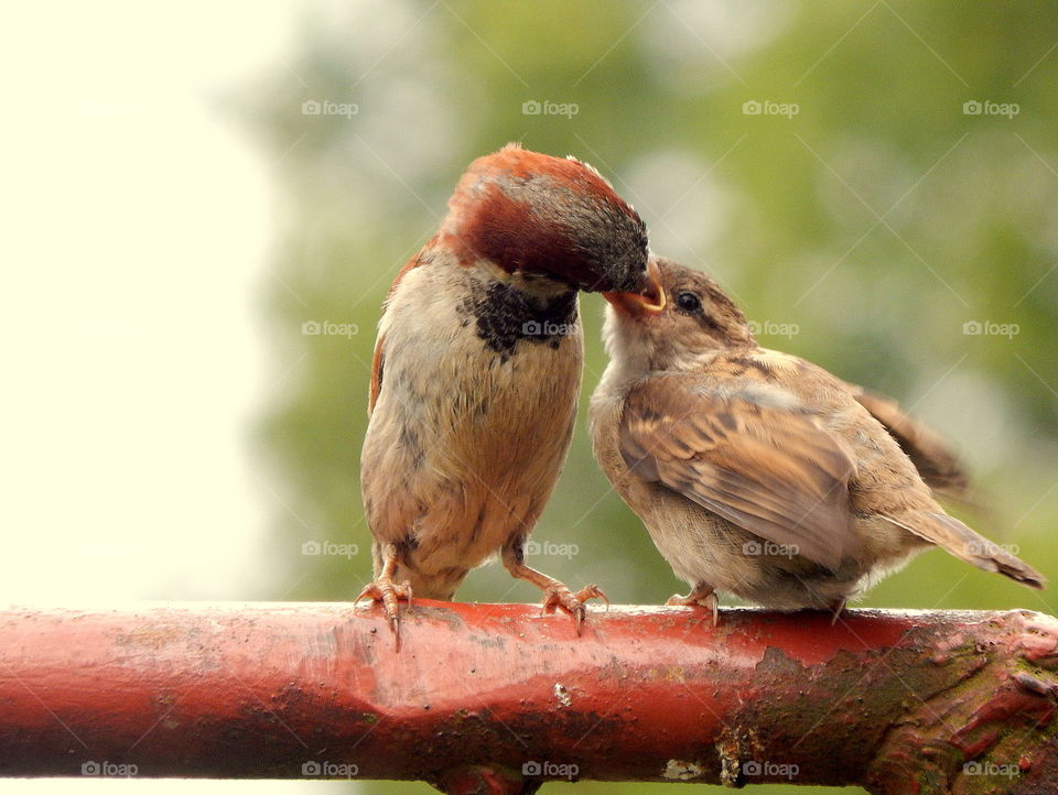 Old sparrow and young sparrow