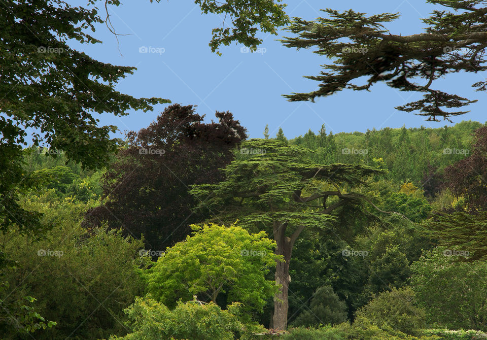 Tree, Landscape, Wood, No Person, Nature