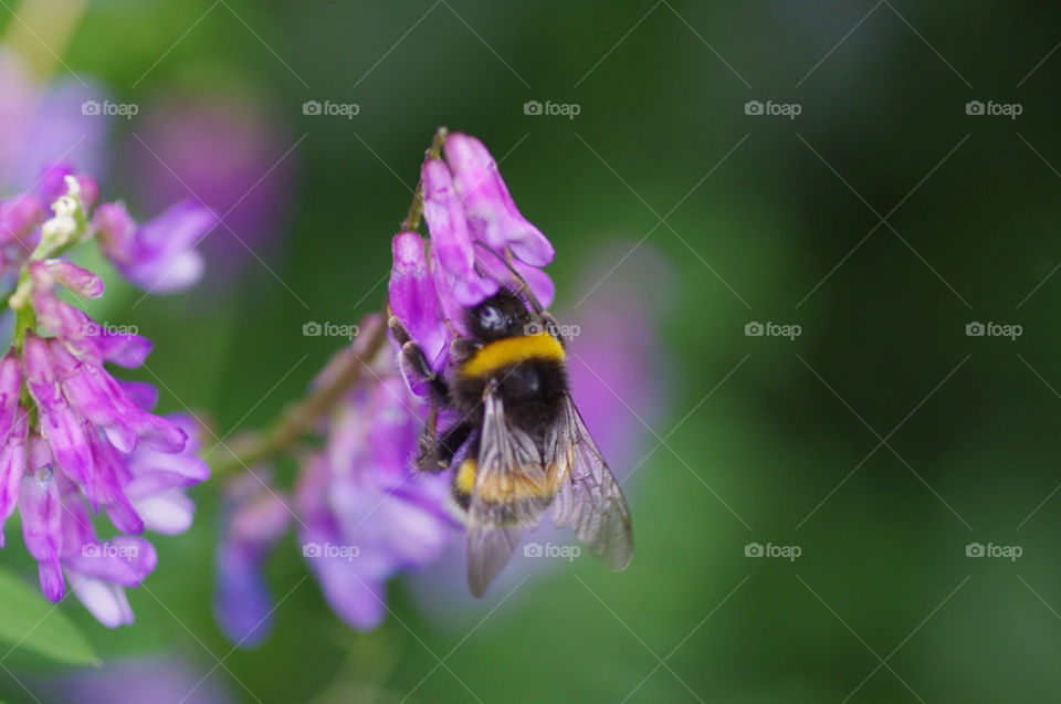 flower macro insekt hummel by jessyblue