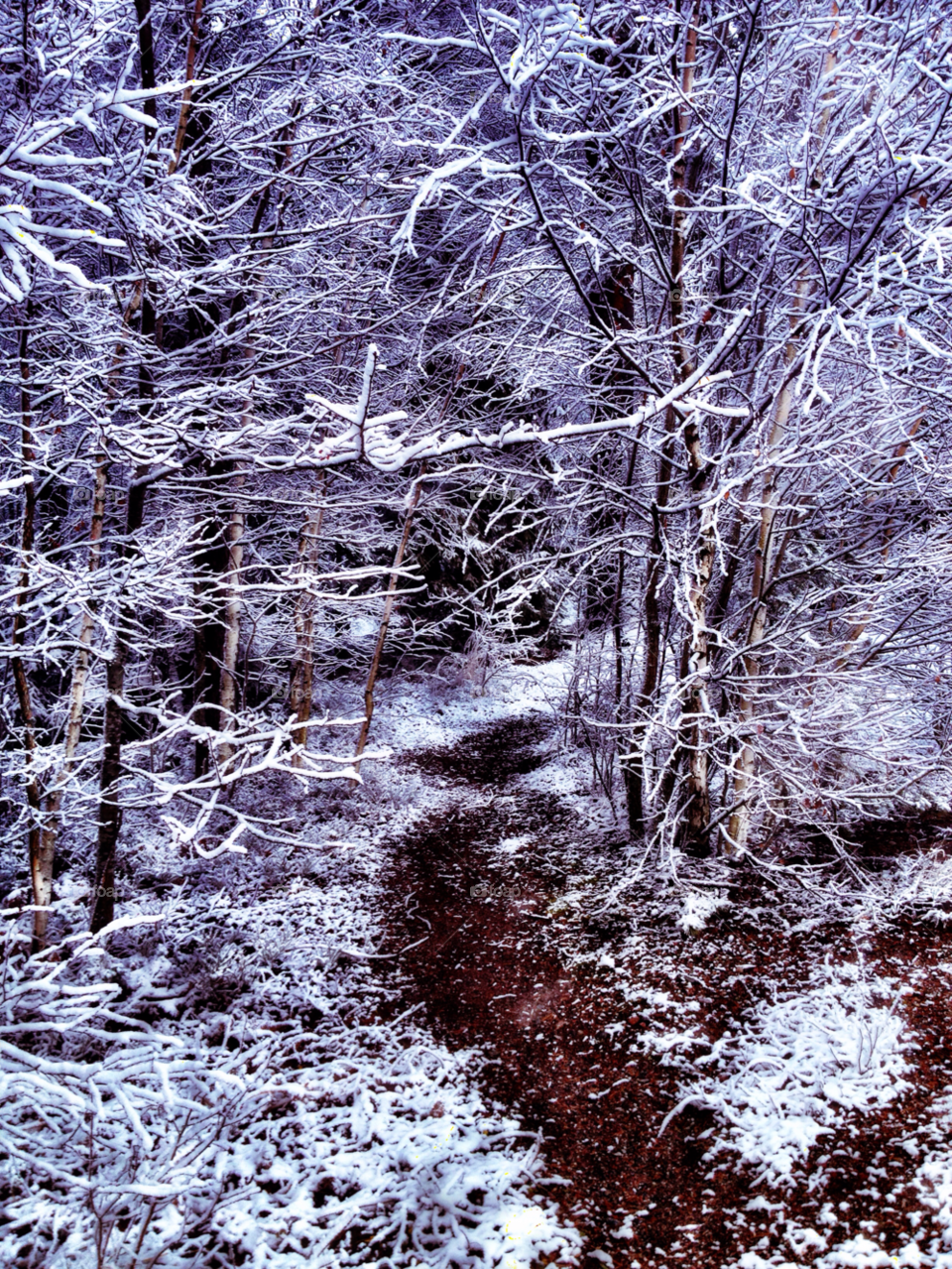 sweden trees bålsta snow by susanne.jordan