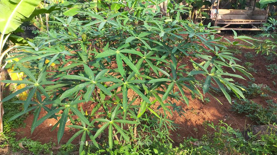CASSAVA TREE