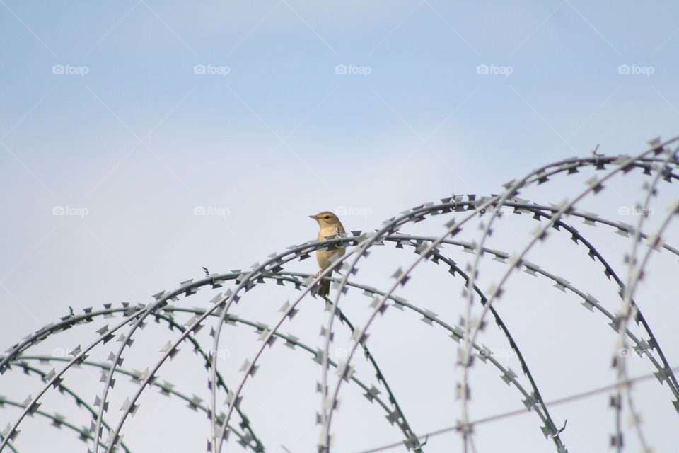 Bird on barbed wire