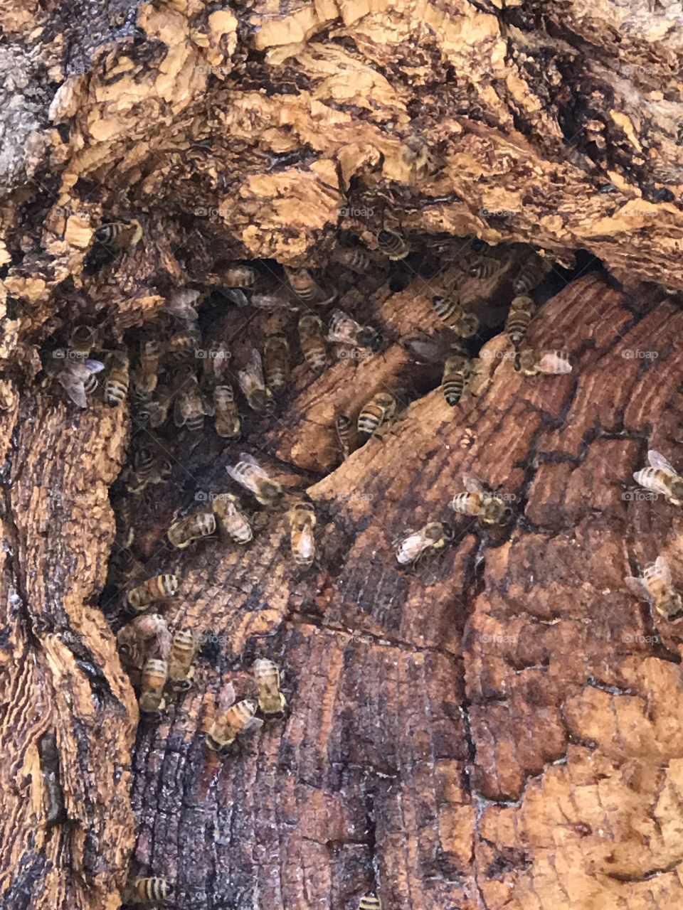 Local honey bee hive in downtown Ogden Utah. 