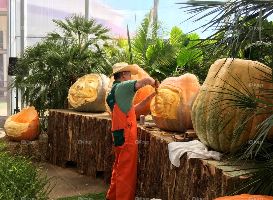 one man making faces to the big pumpkins