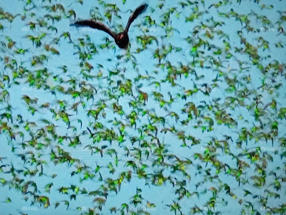 Birds flying into the sky