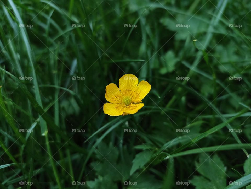 Yellow flowers, dark green leaves