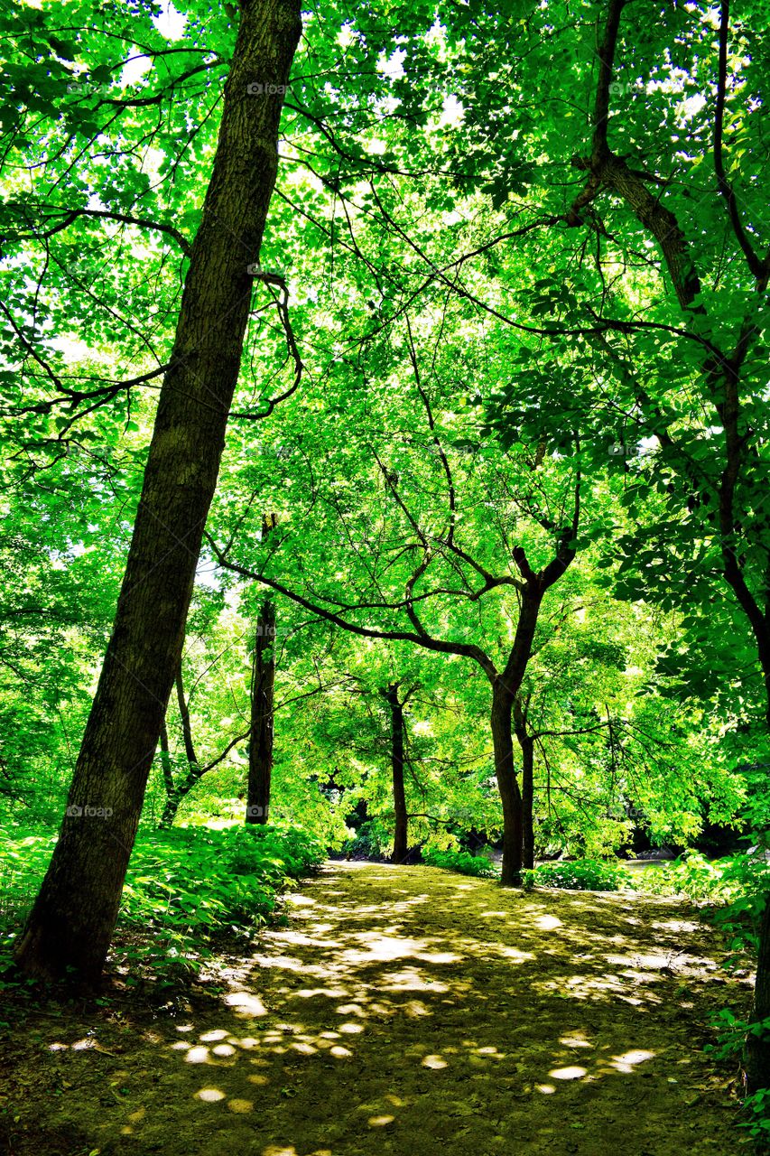 Hiking in the forest in Indiana 