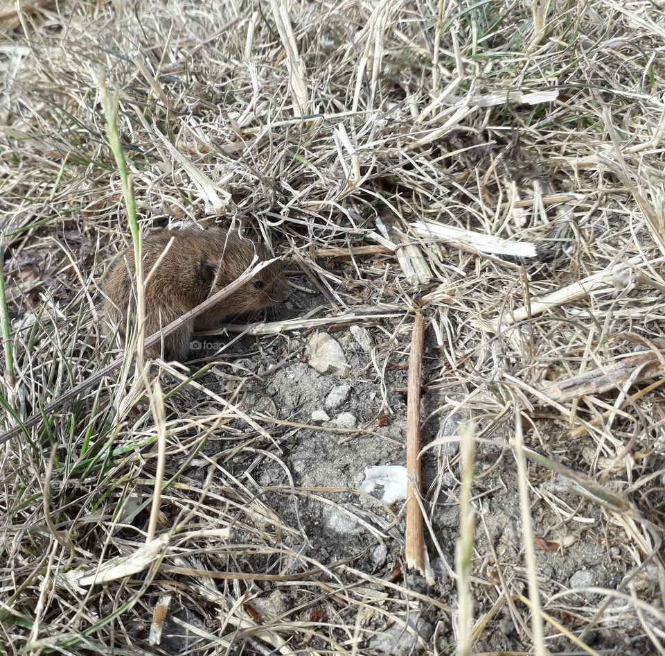 roden floor twig grass small litle tiny brown nature outdoors