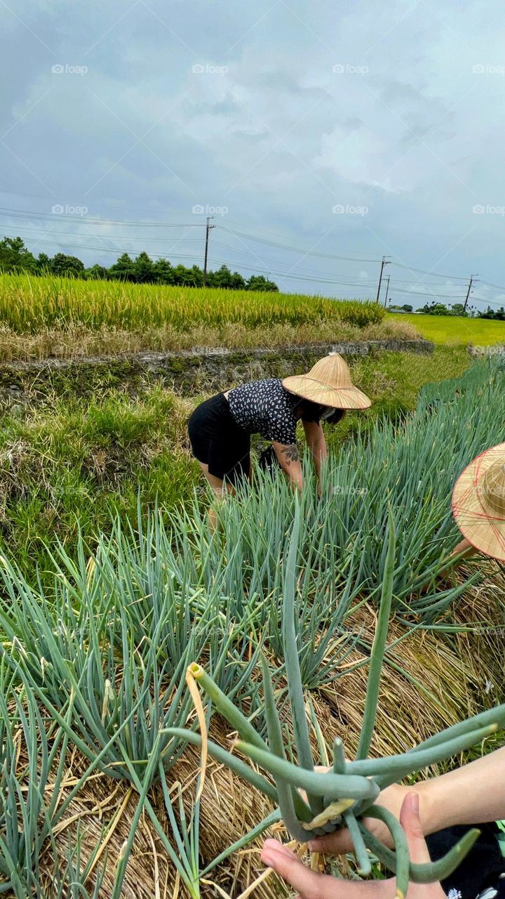 Working in the green onion field closeup 