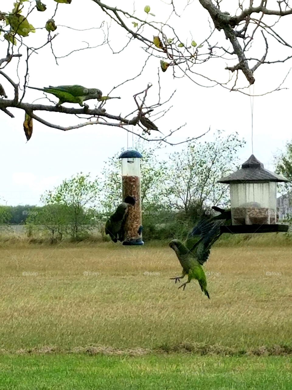 Migrating Green Parrots in Texas