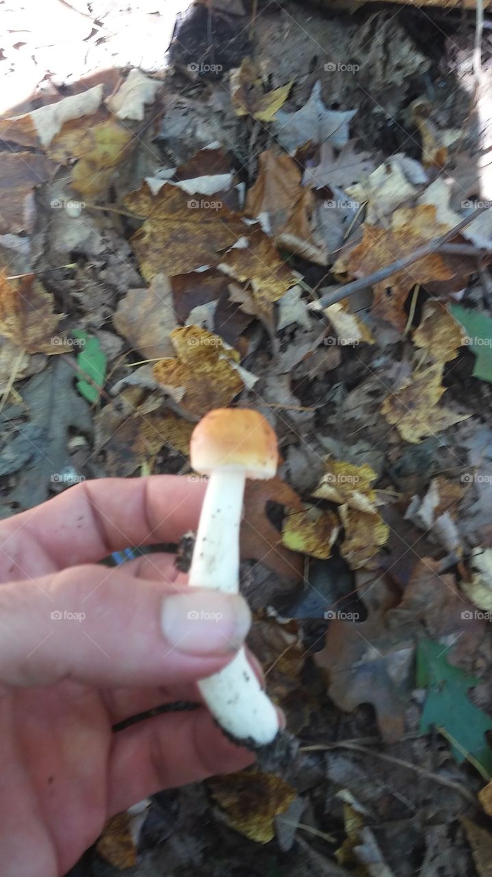 mushroom