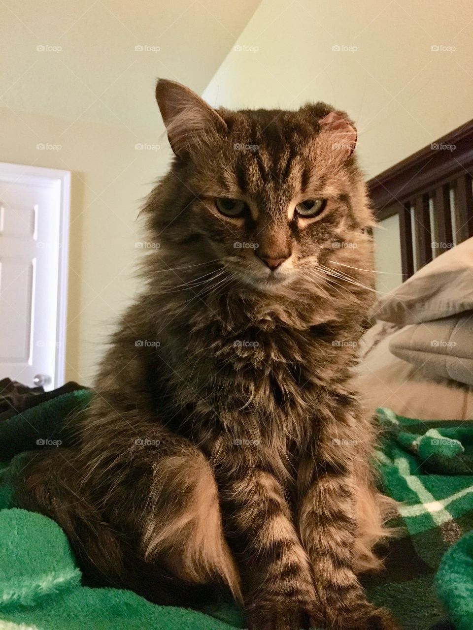 Kitty wakes up from nap