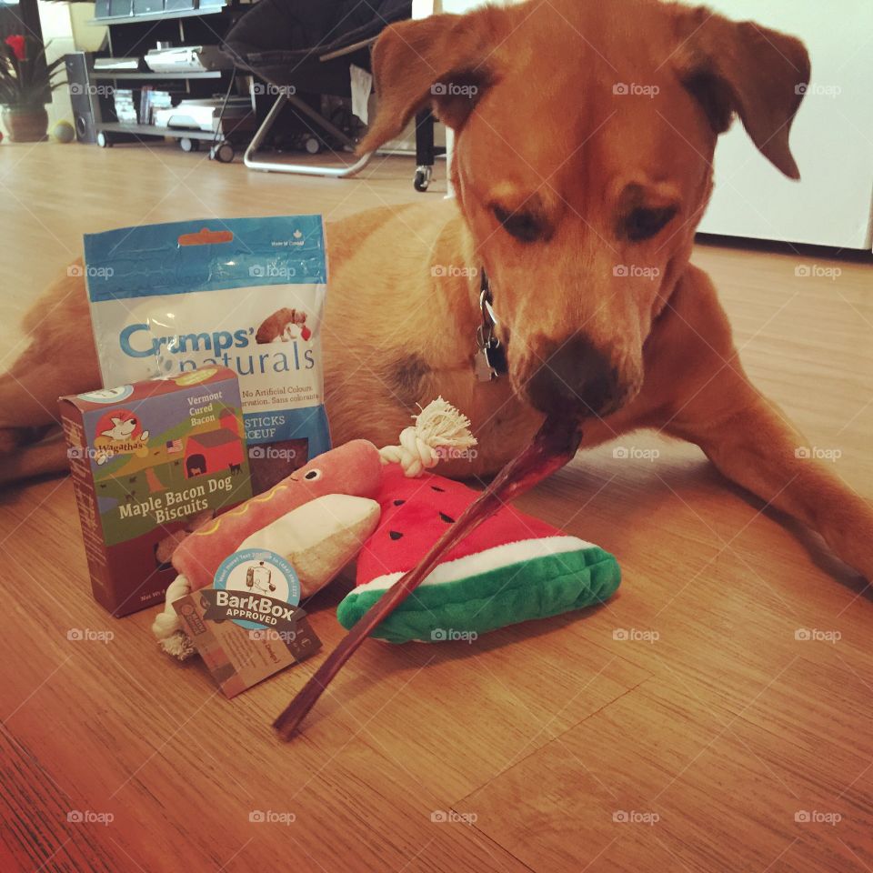 Riley with toys. Riley opening up her new BarkBox