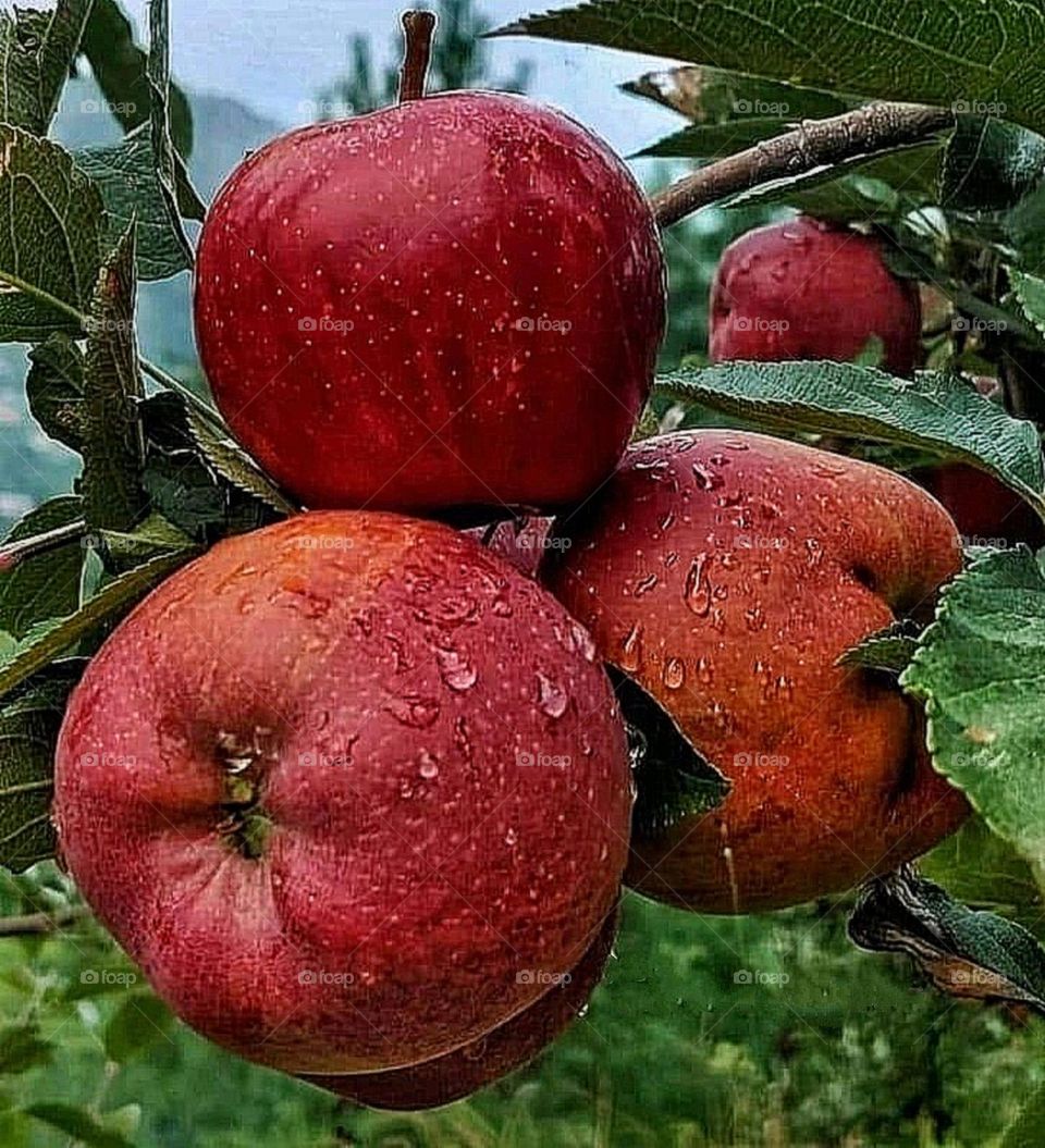 A beautiful and attractive fruits in the garden.