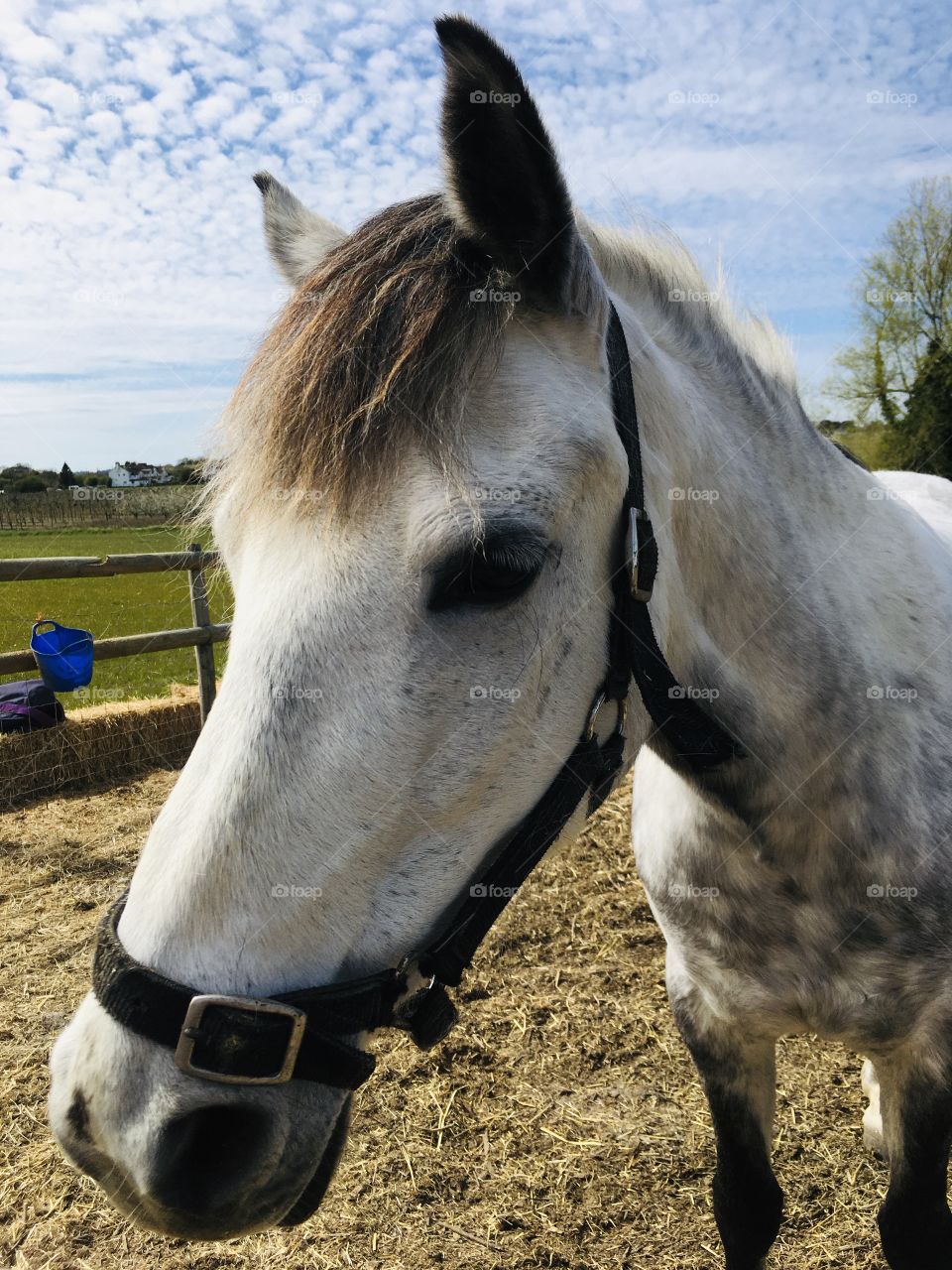 Beautiful close up of the wonderful horse we visit almost daily. A beautiful spirit. Gorgeous sky, English countryside, fabulous!