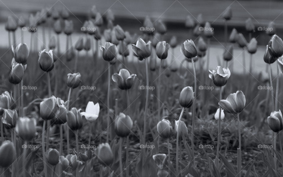 tulips in black and white