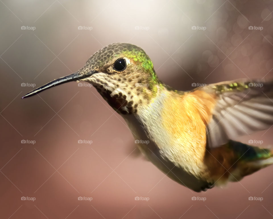 Hummingbird in Flight