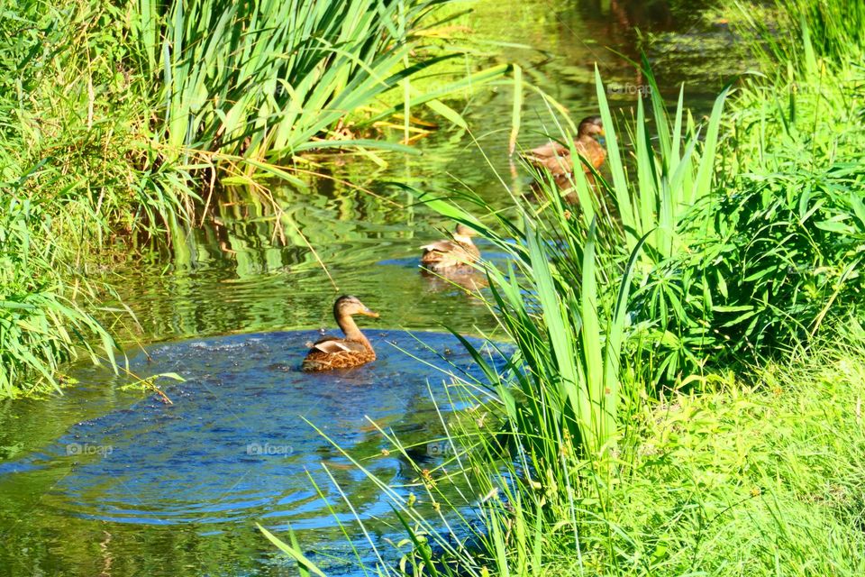 Ducks swimming