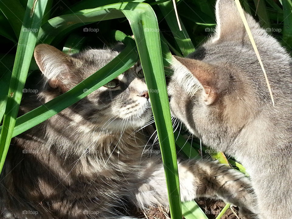 Two gray fur pet cats who love each other, play outside in long tall green grass in the garden, sun and shadows on their faces, as they kiss noses and look into their eyes