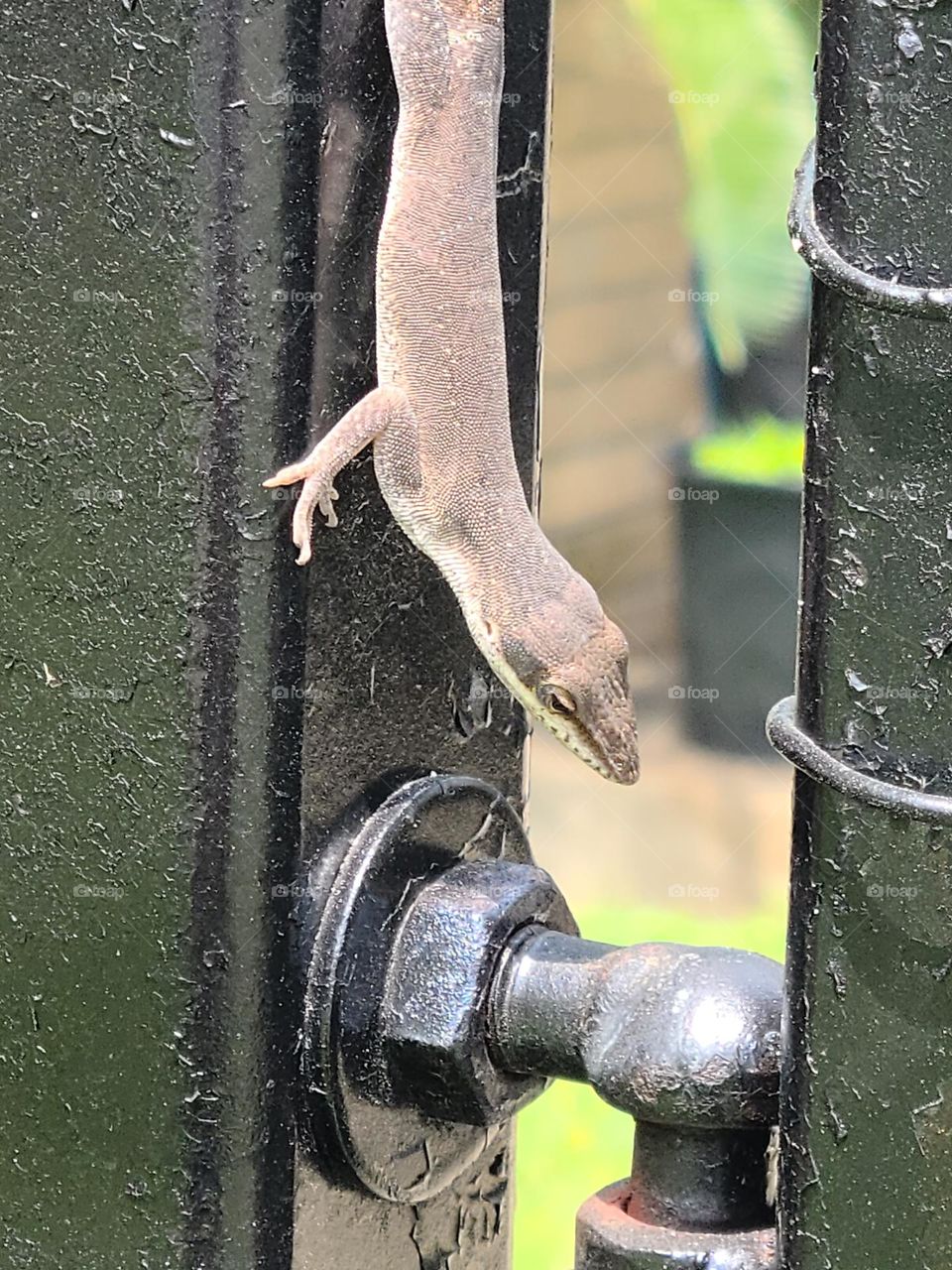 Lizard on a gate