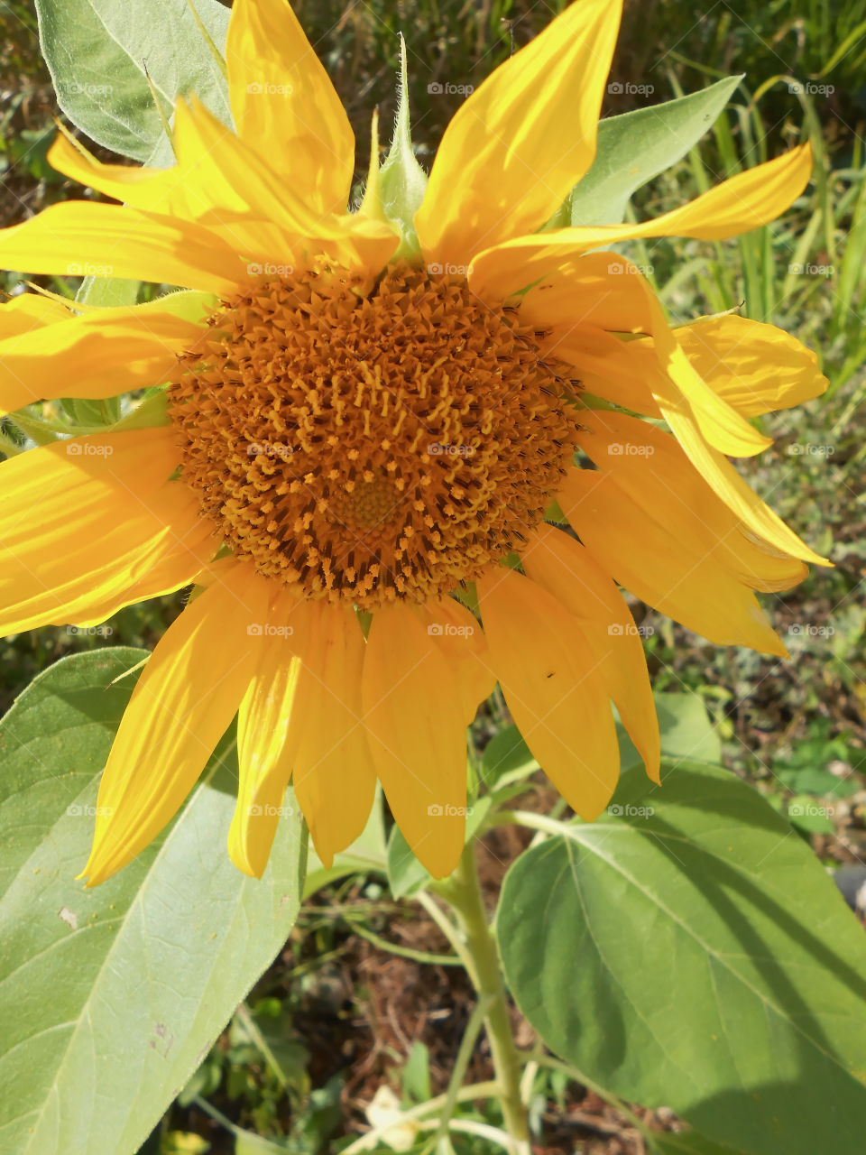 Sunflower Downturn