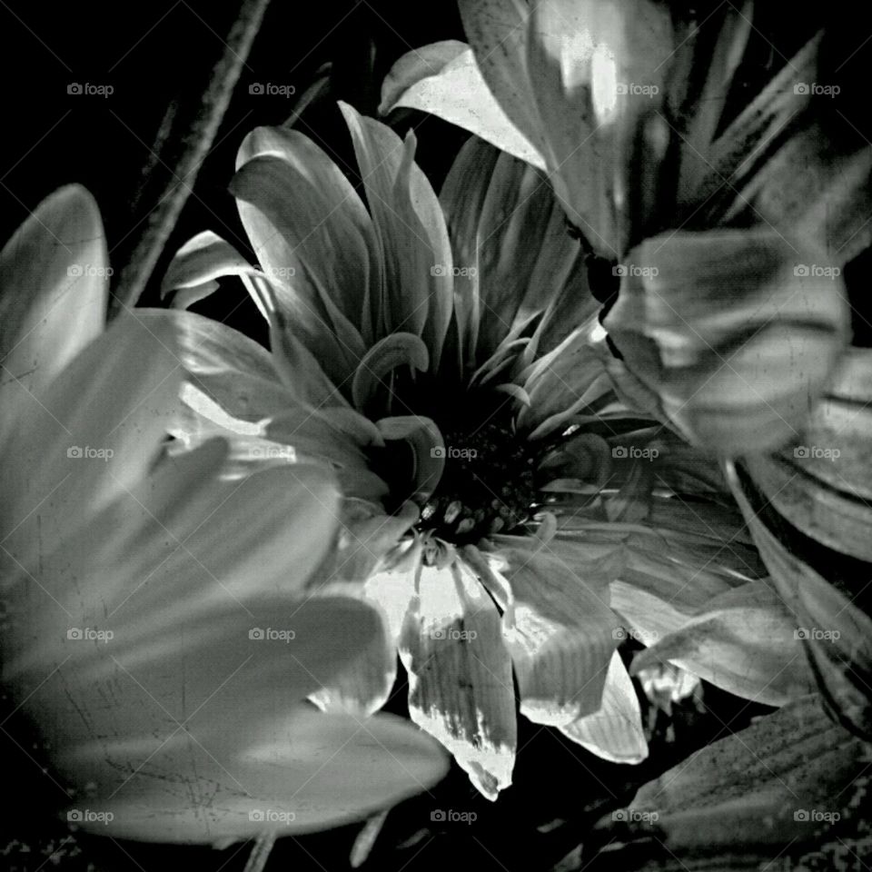 b+w dahlia