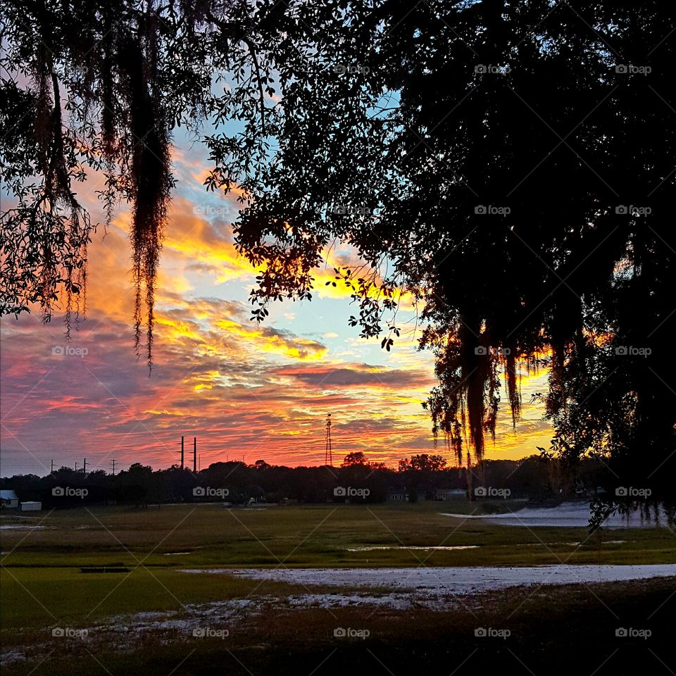 Tree, Landscape, Nature, Dawn, No Person