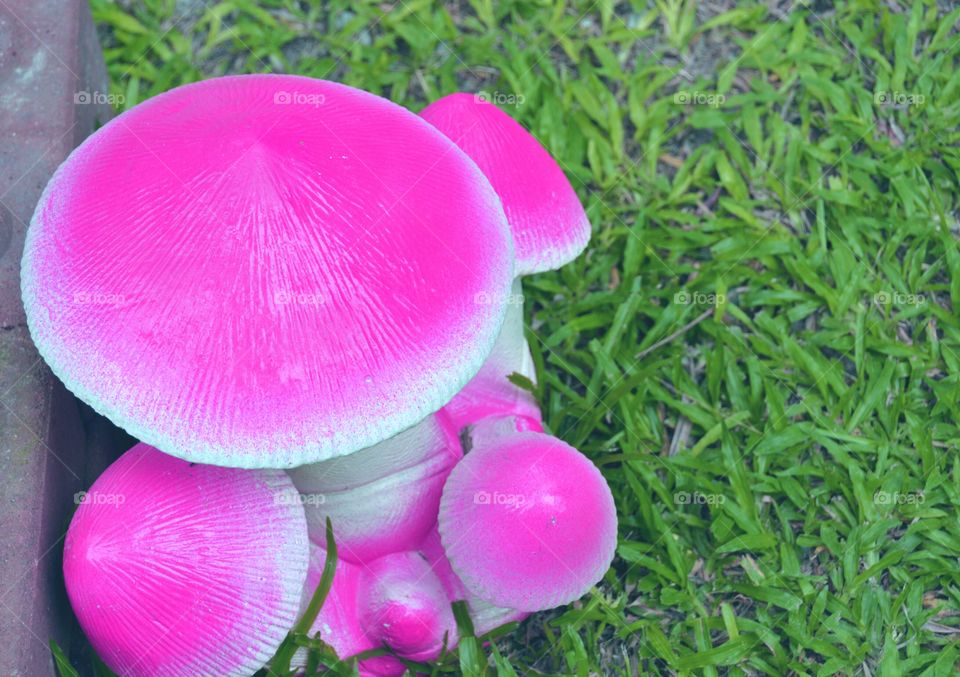 Pink mushrooms growing on grass