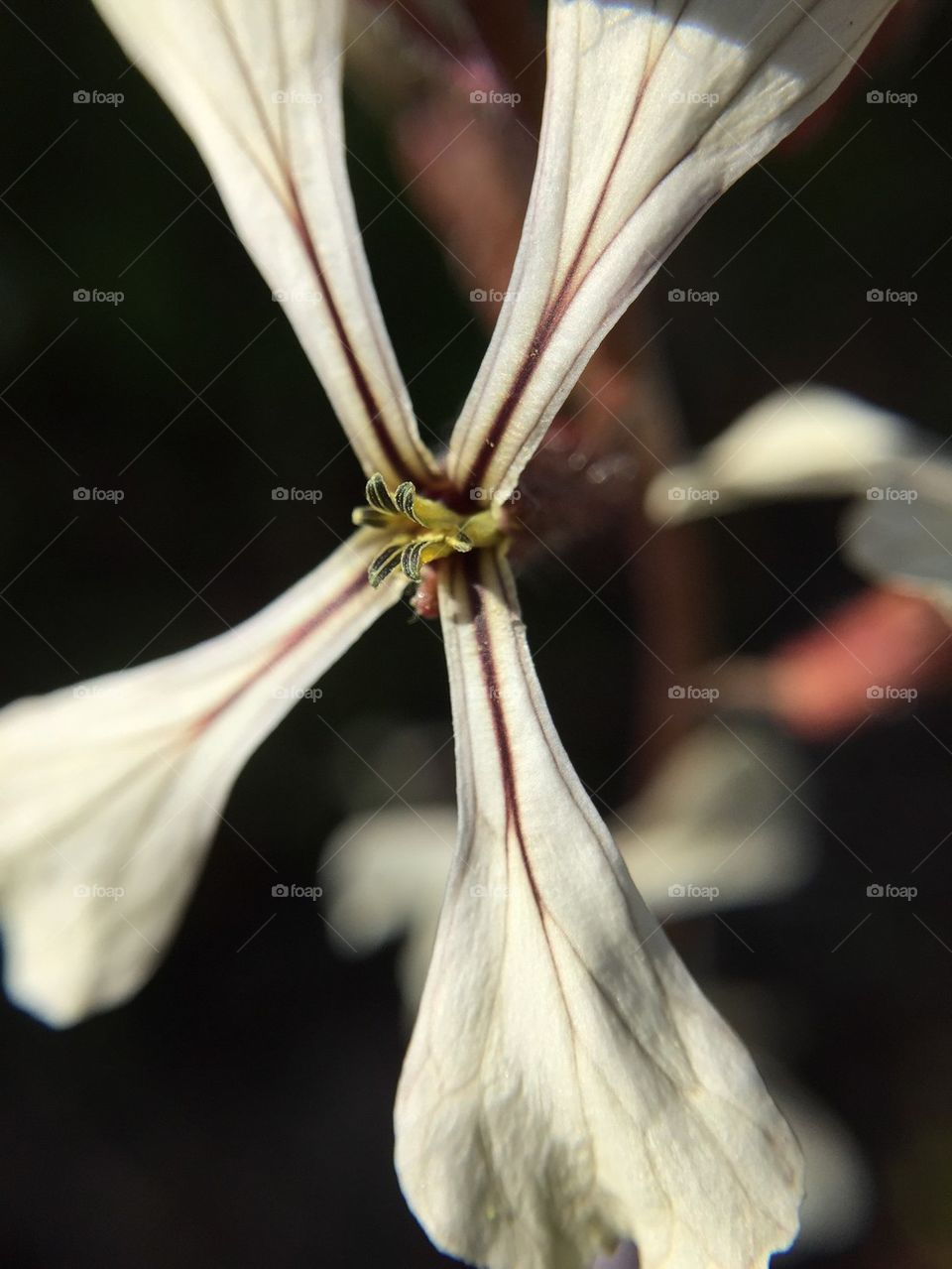 Wild flax flower