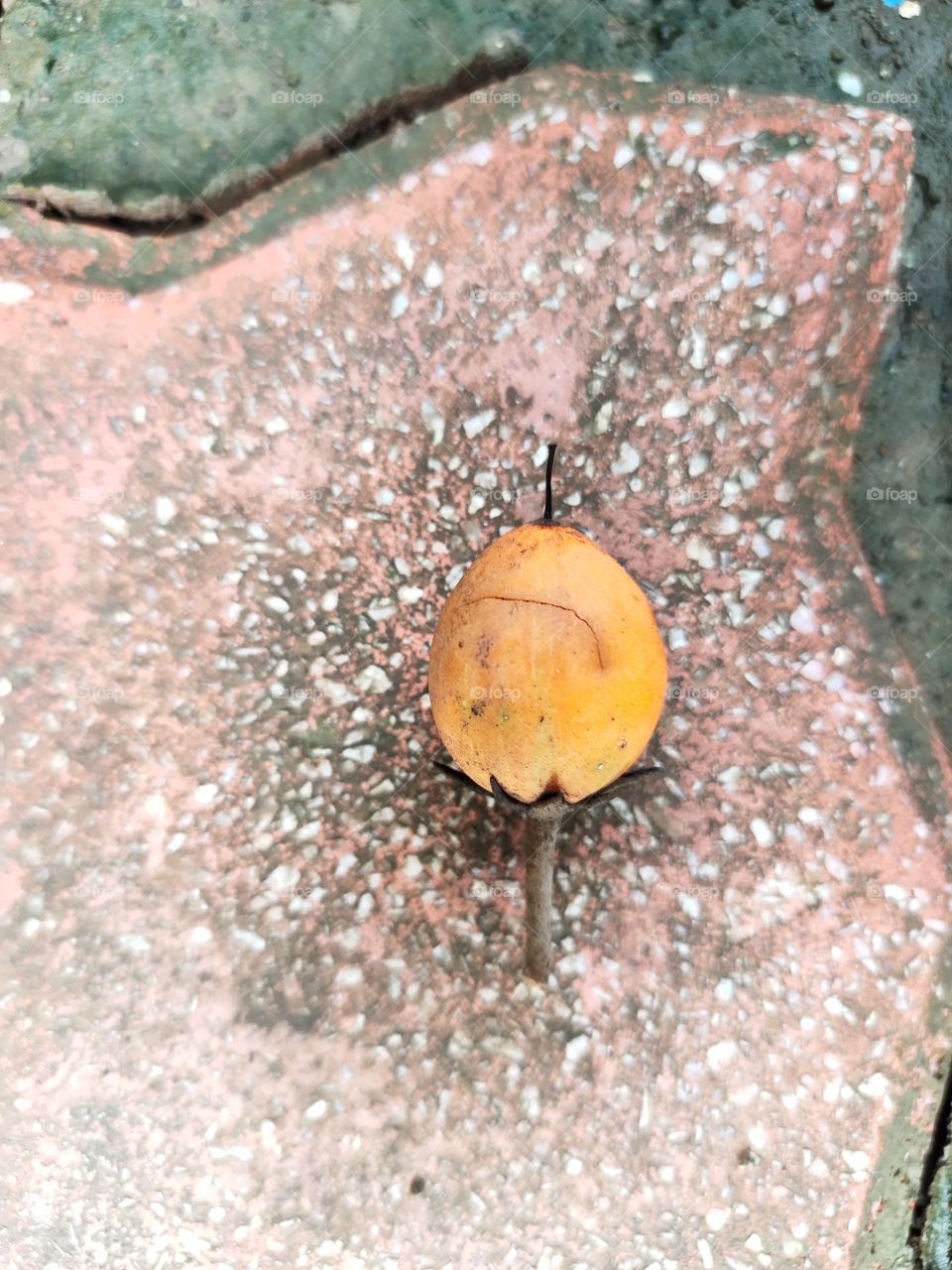 Dry fruit
Amazing Nature
On the Ground
Mace Shape