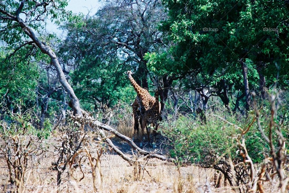 Hoot safari, Zambia